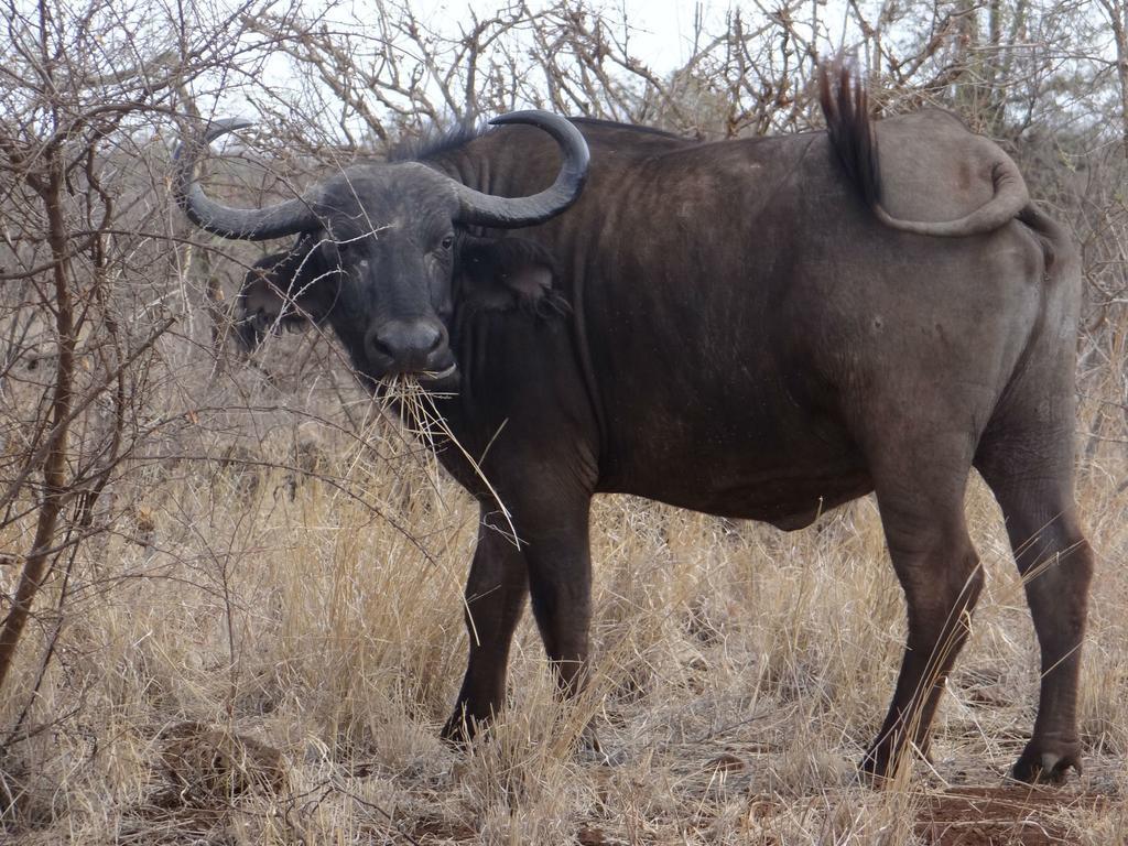 Отель Ikweta Safari Camp Maua Экстерьер фото